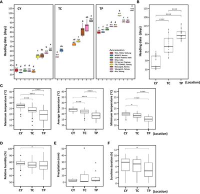 How ambient temperature affects the heading date of foxtail millet (Setaria italica)
